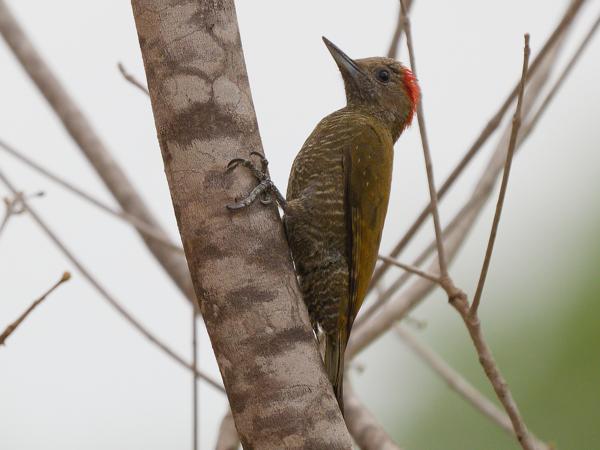 Musspecht (Veniliornis passerinus)